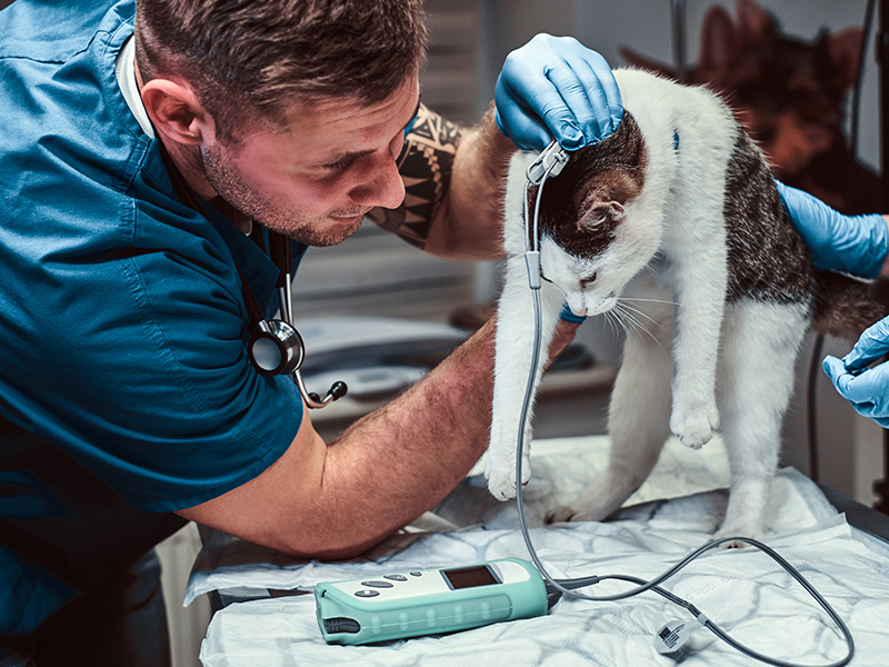 Diagnostic Endoscopy