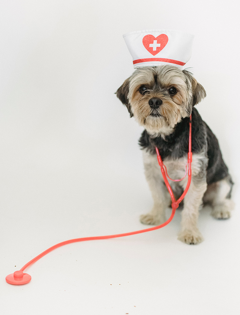 Internal Medicine Devashraya Animal Hospital