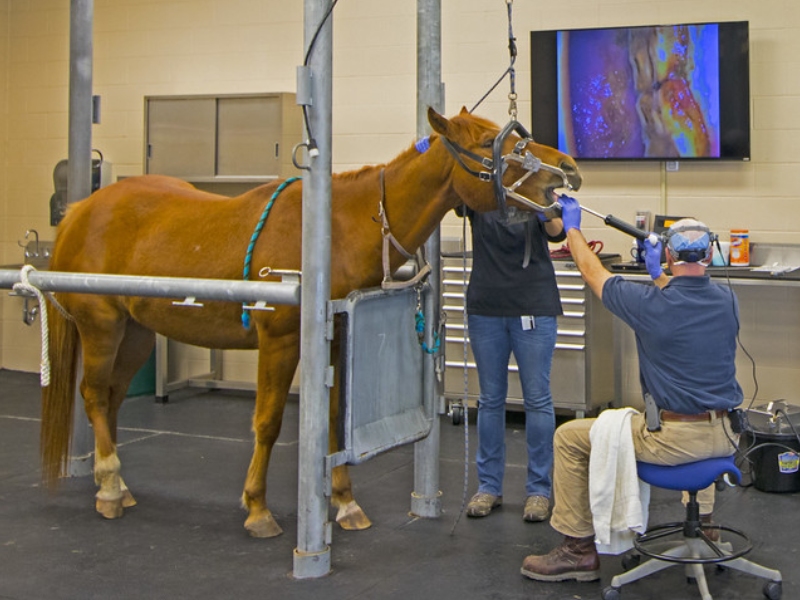 Veterinary Endoscopy